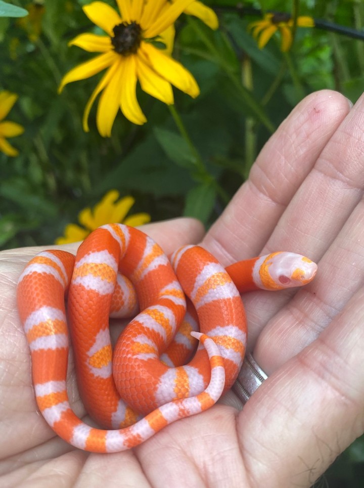 Albino Honduran Milk Snake